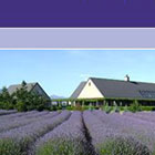 Marlborough Lavender website design